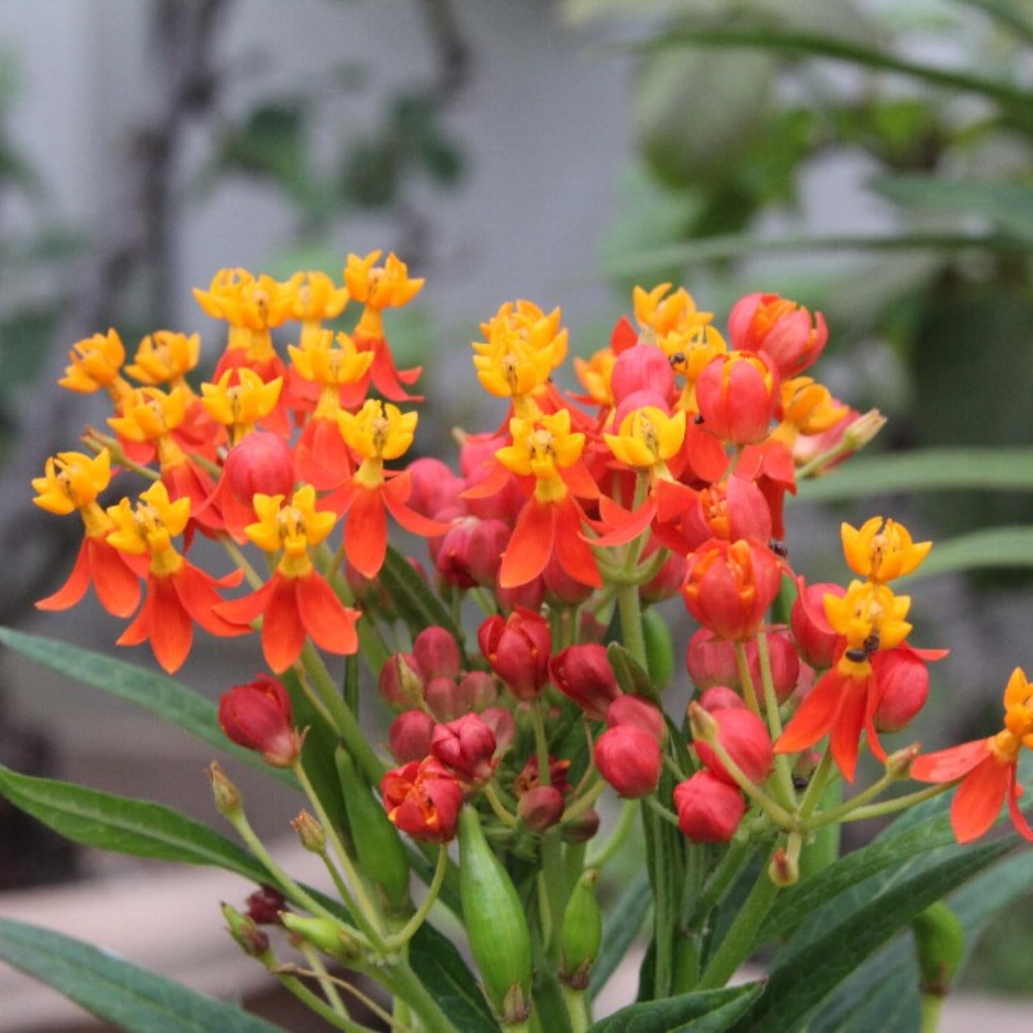 Milkweed Plants Live, 4 Red Milkweed Live Plants, Asclepias Tuberosa Plant from 5 to 9 Inches Long