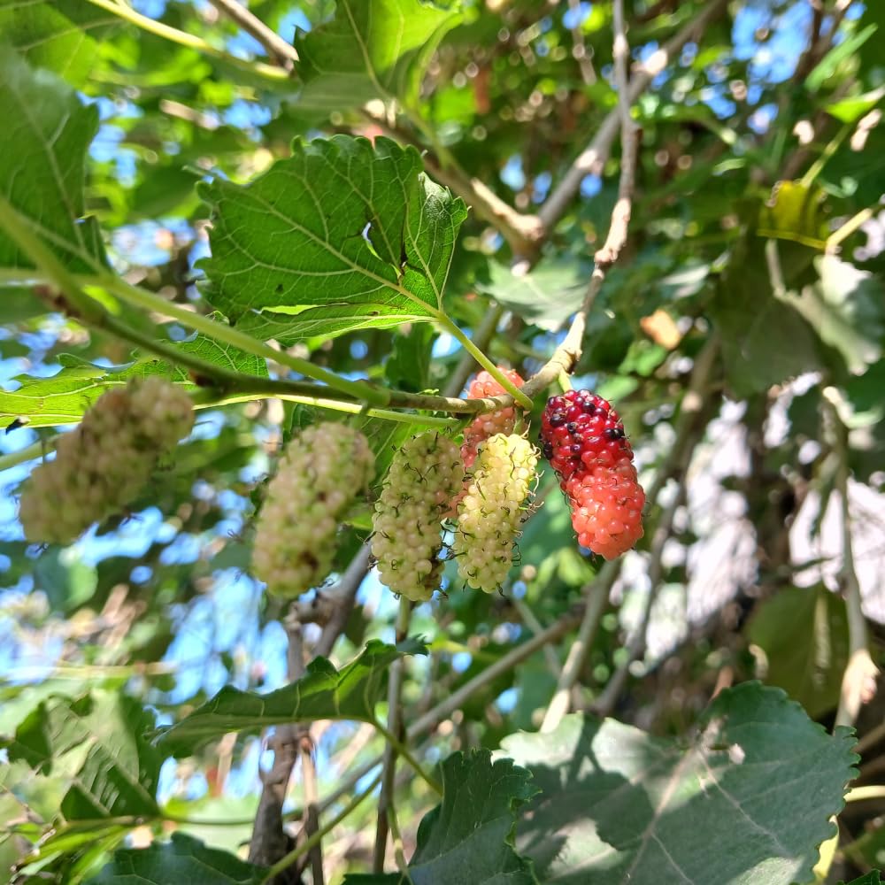 Mulberry Live Plant, Sweet Dark Berries, 5-8 Inch Tall
