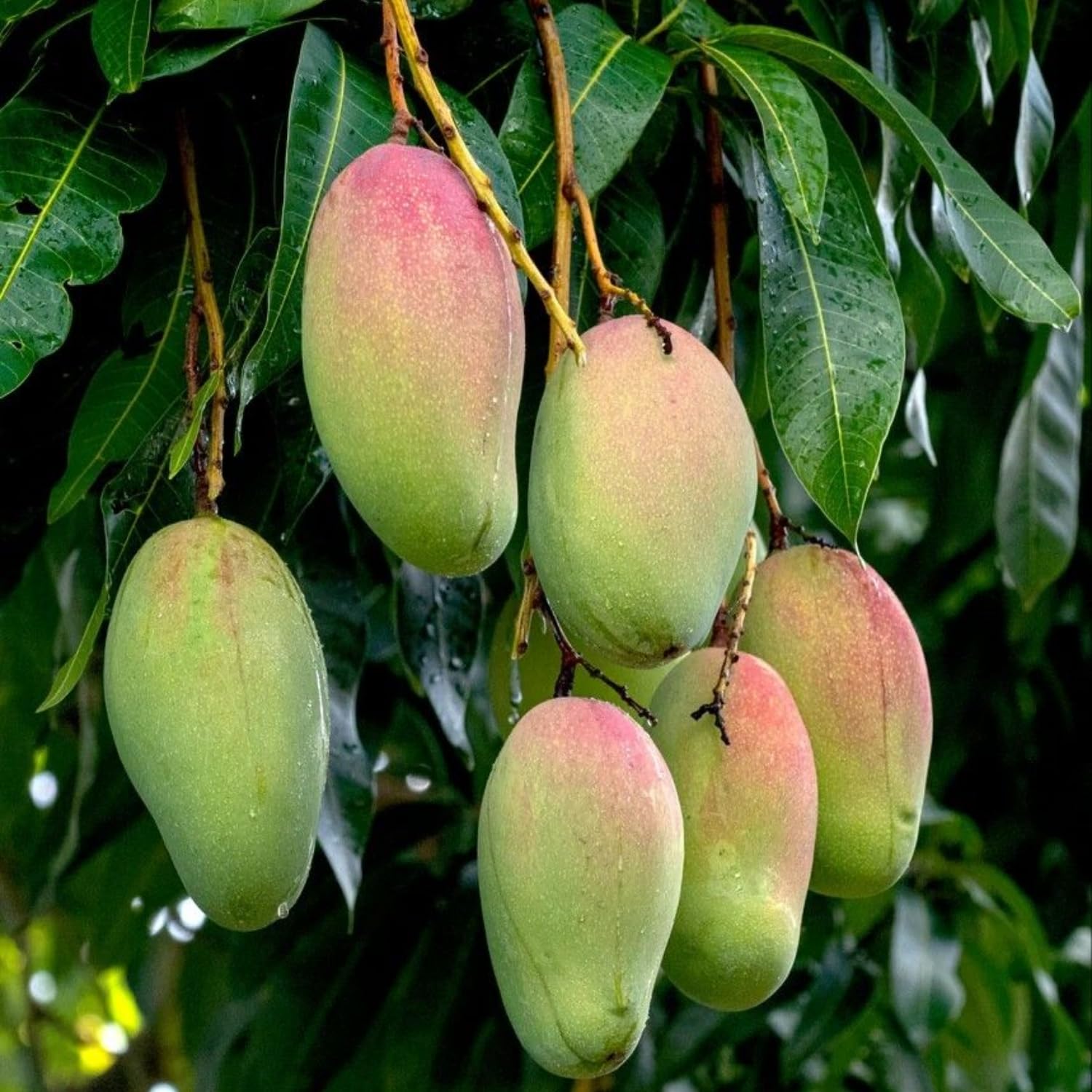 Large Carrie Mango Plant Live, Sweet Tropical Mango Live in 3 Gallon Pot, Mango Fruit Tree for Outdoor Planting, 3-4 Feet Tall, No Ship to CA