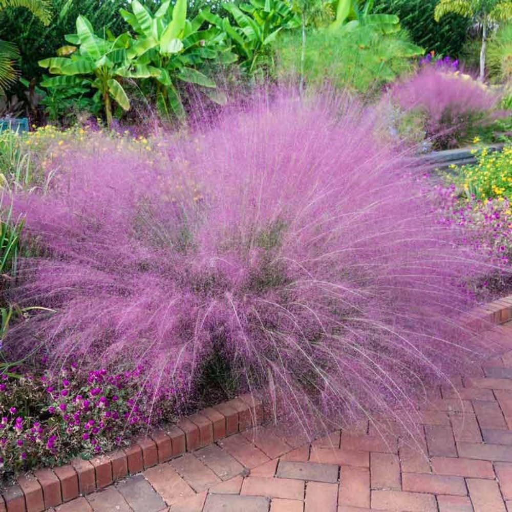 2 Pink Muhly Grass Plants Live, Tall Ornamental Perennial Grass for Landscaping, 5-9 Inch Height Well Rooted