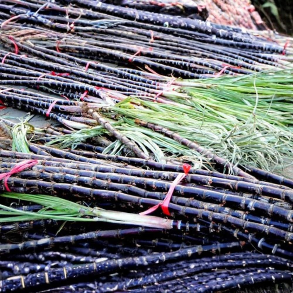 10 Cuttings Sugar Cane Plants Live, Ready for Spring Planting, Can Sugar Plant Fast Growing, 2 to 3 Inches, Ideal for Growing Sweet, Fresh Sugar Cane (Purple)