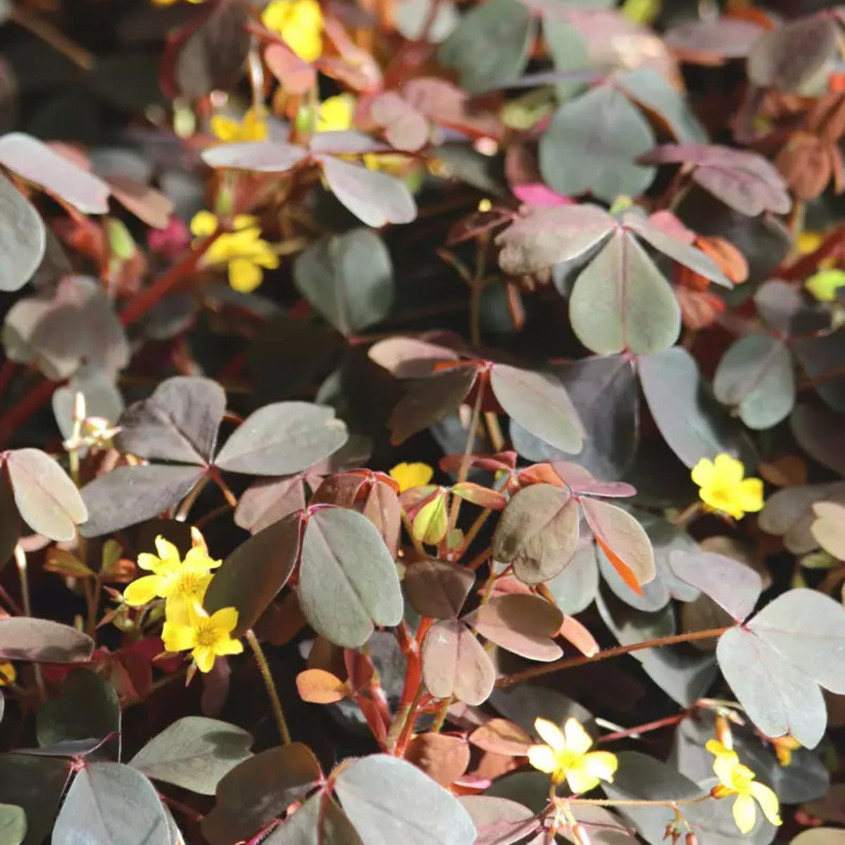 Oxalis Triangularis Live Plant, Burgundy Shamrock Houseplant with Yellow Flowers, 4-9" Tall