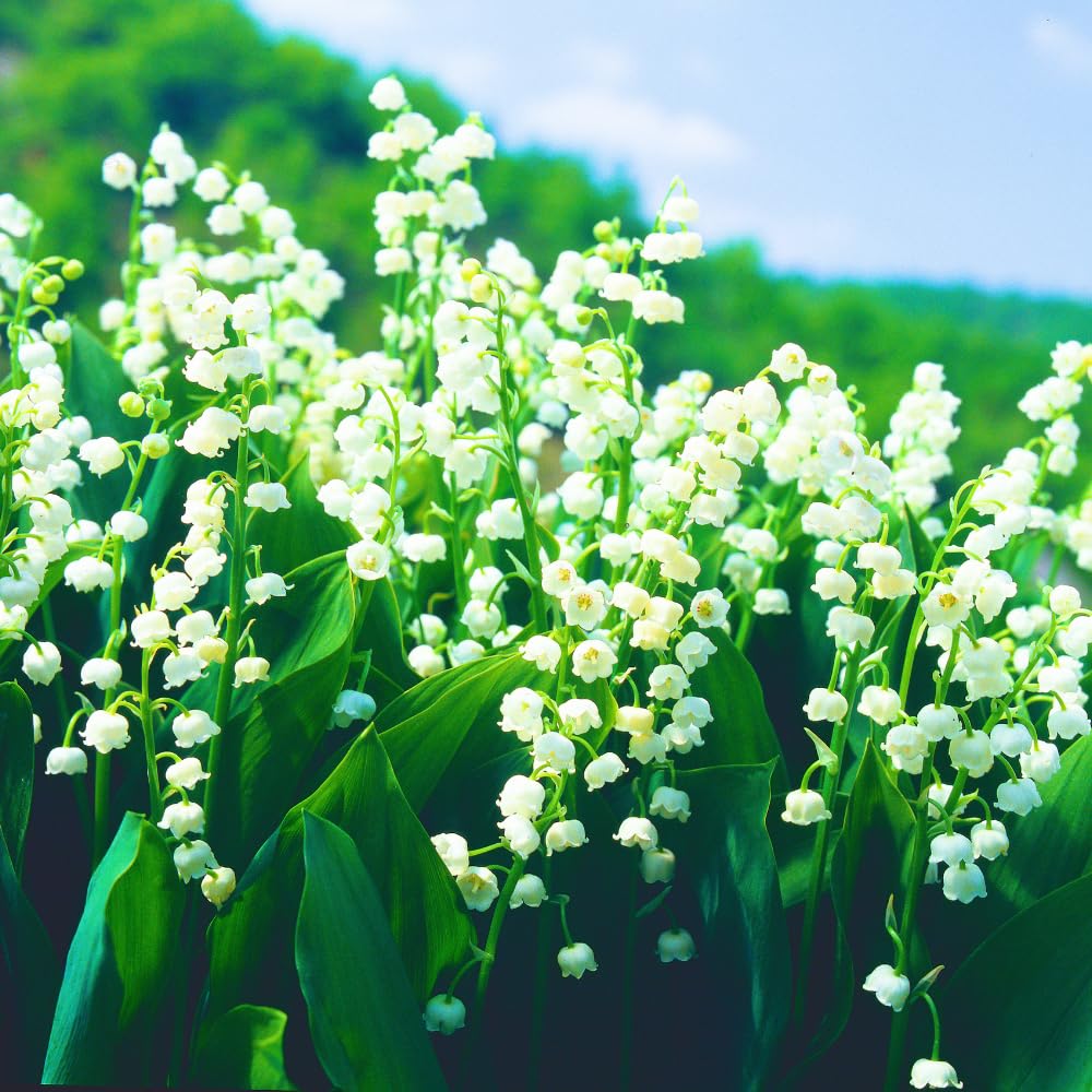10 Large Lily of The Valley Roots for Planting, Perennial Sweet Fragrant White Flower, Zones 2 to 9, Cold Hardy