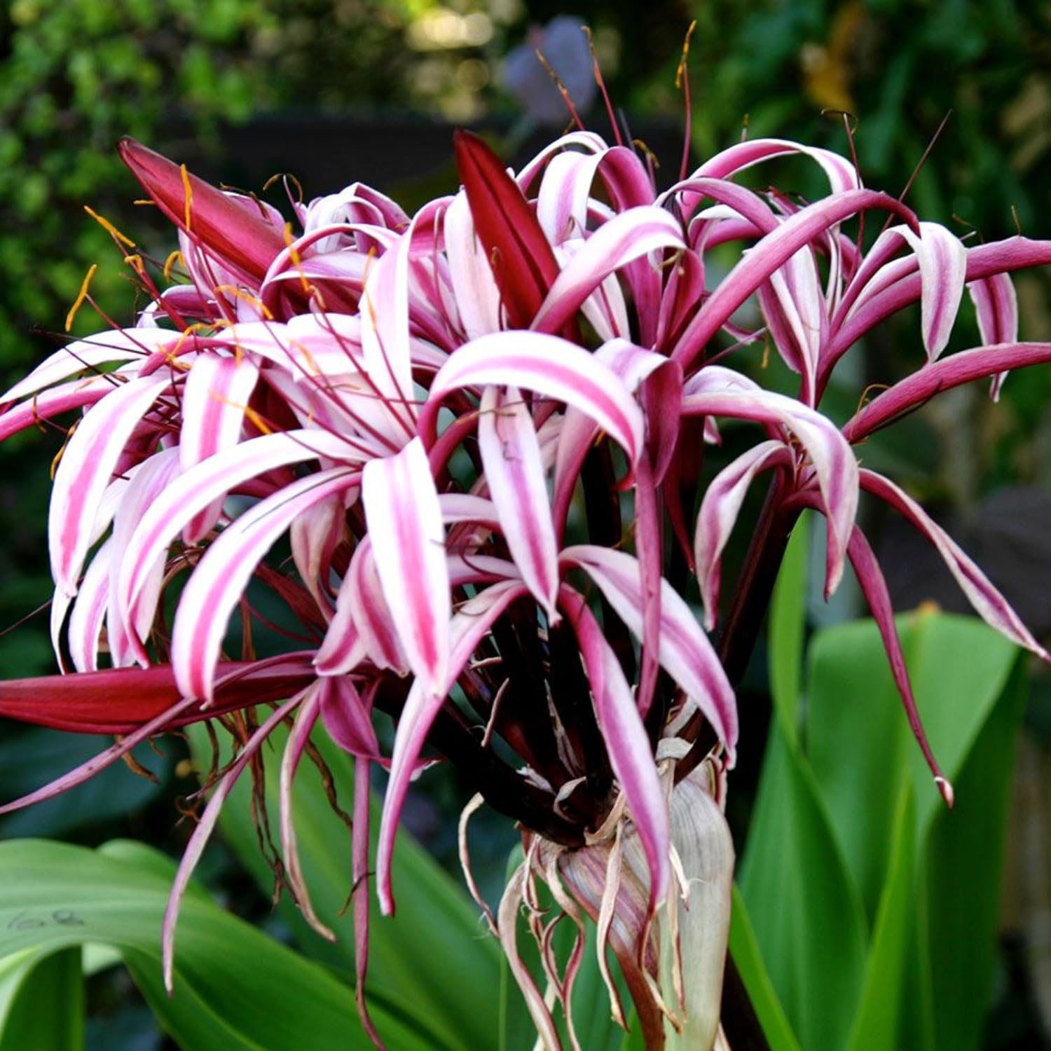 Queen Lily Live Plant, Fragrant White Pink Blooms, 2 to 2.5 Feet Tall, Outdoor Garden Planting