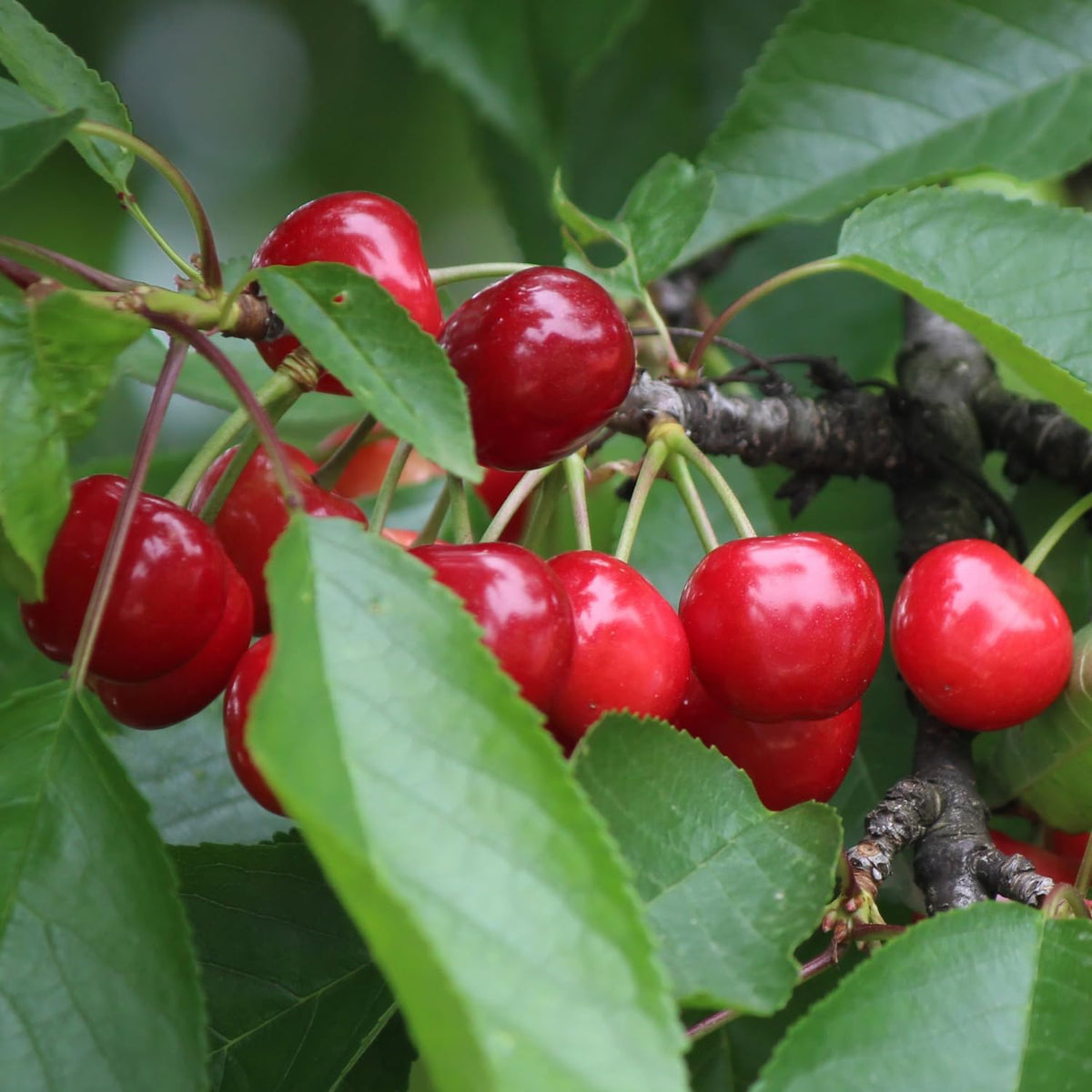 Red Cherry Tree Live Plant, 2-3 Feet Tall, Bare Root, Cold Hardy Sweet Red Cherry Fruit Tree Live Plants for Planting Outdoor Home Garden