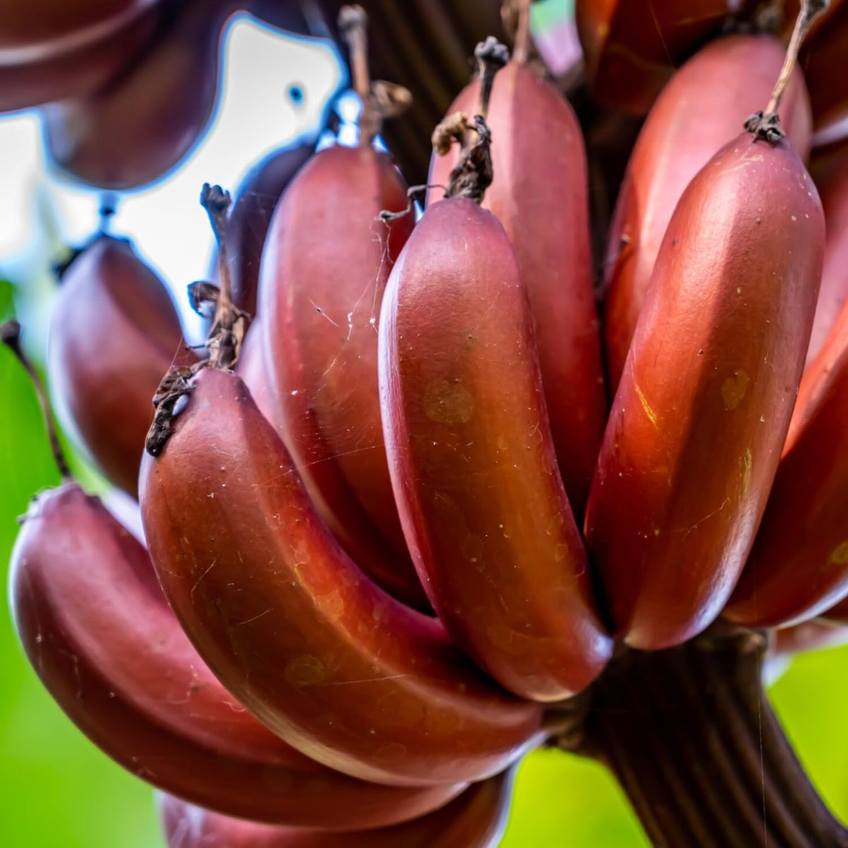 Rare Banana Tree Live Plant, 4-8" Tall, Banana Plant Live Well Rooted, Cold Hardy Tropical Banana Fruit Seedling (Red Banana Plant)