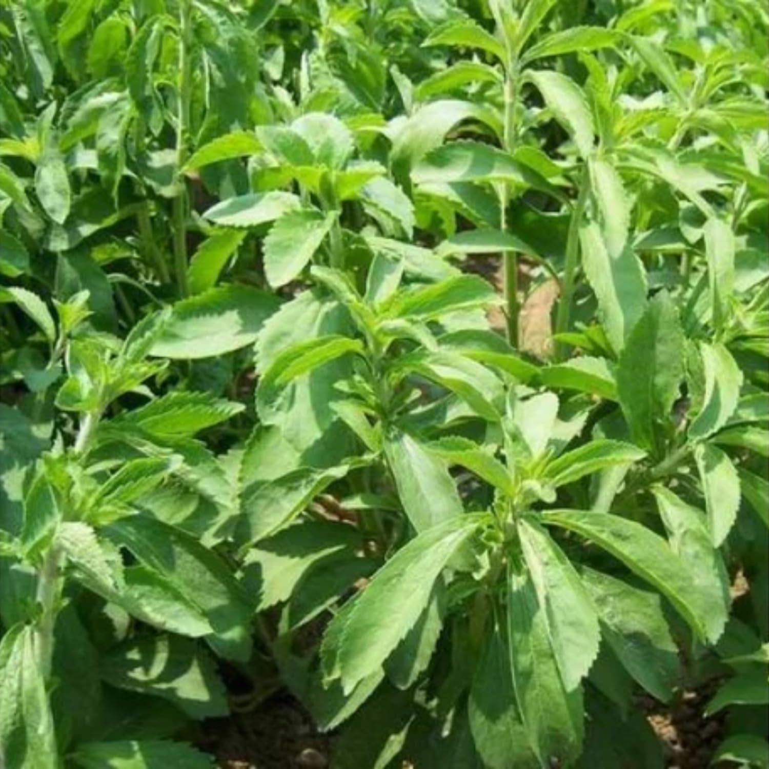 2 Stevia Plants Live for Planting, 4-8" Tall, Well Rooted Stevia Herb Live Plants Indoor Outdoor