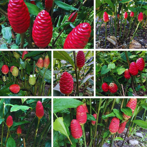 10 Shampoo Ginger Roots, Zingiber Zerumbet, Pinecone Ginger Rhizomes for Gardening Outdoor, Indoor, Zone 8 to 11