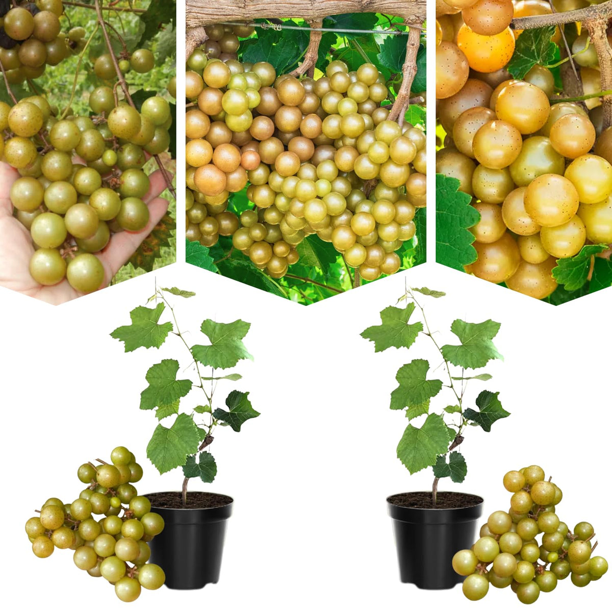 Bronze Muscadine Grape Plant Live, Sweet Grapes Vines, 6 Months Old, Sweet Grape Fruit Tree for Planting 4-8'' Tall