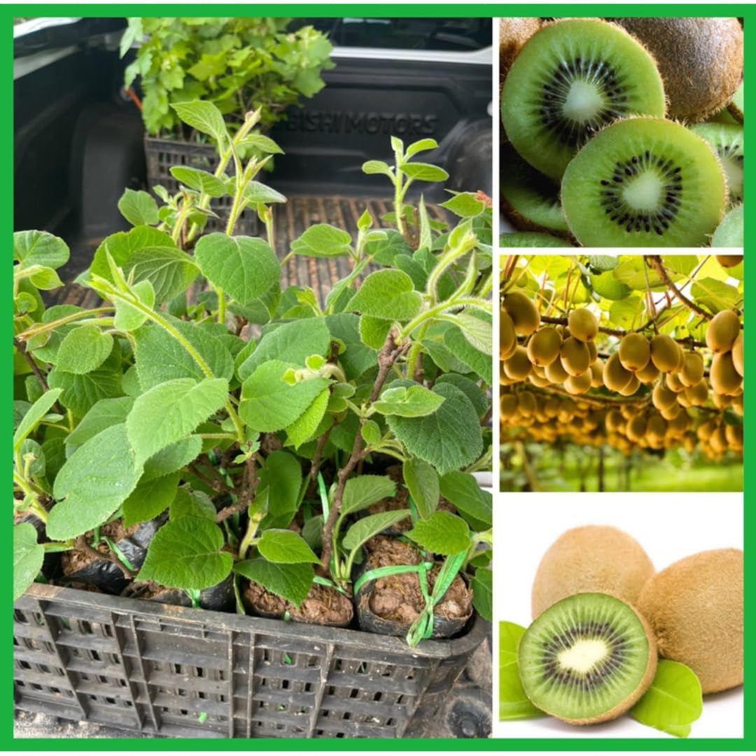 Sets 2 Kiwi Vines Trees Live Plants for Growing, High-Yielding Sweet and Hardy Tree, Starter Size, 4 to 6 Inches in Tall, No Pot