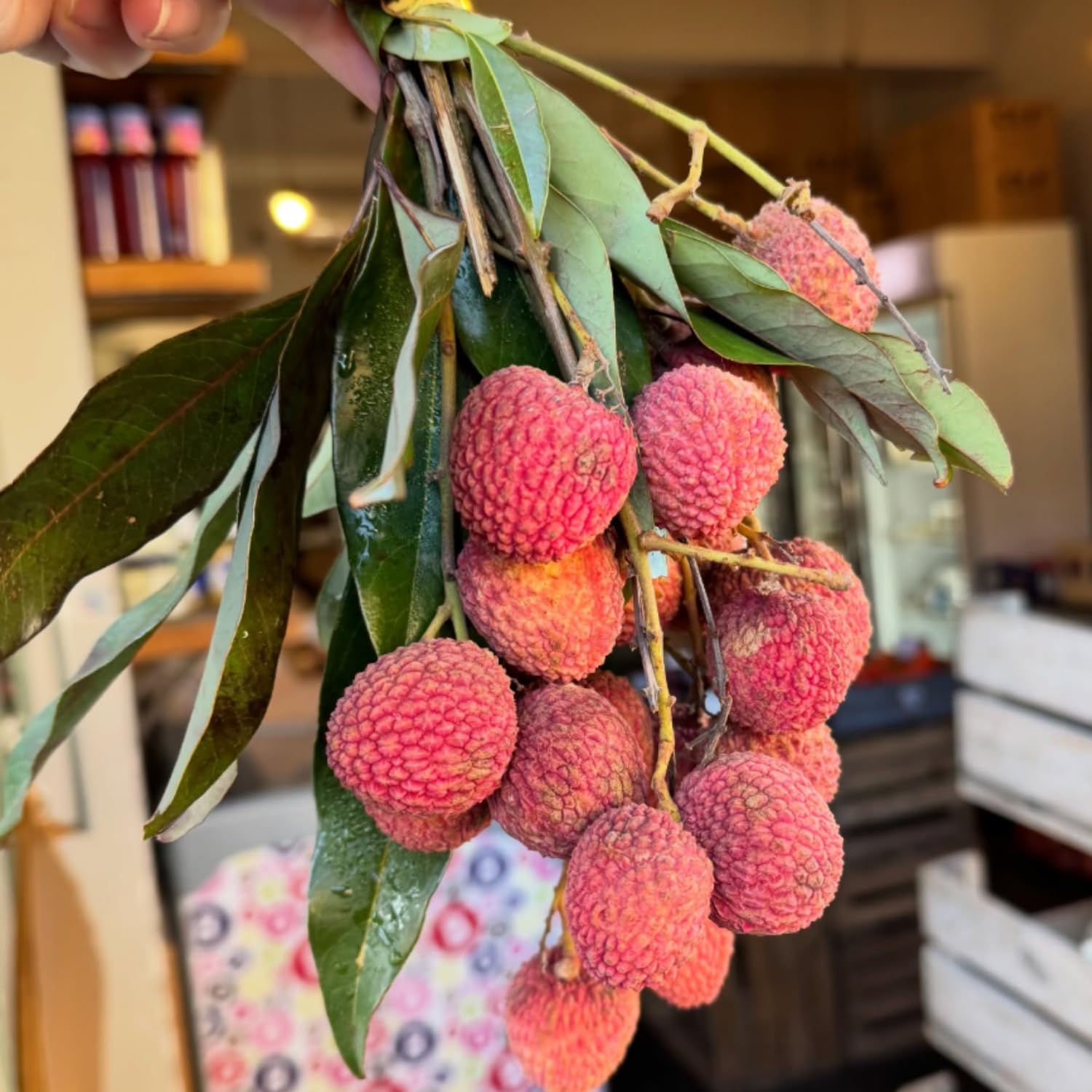 Lychee Tree Live Plant, Sweet Lychee Fruit Tree, Tropical Fruit for Edible Garden, 3-4 Ft in 3 Gallon Pot, No Ship to CA