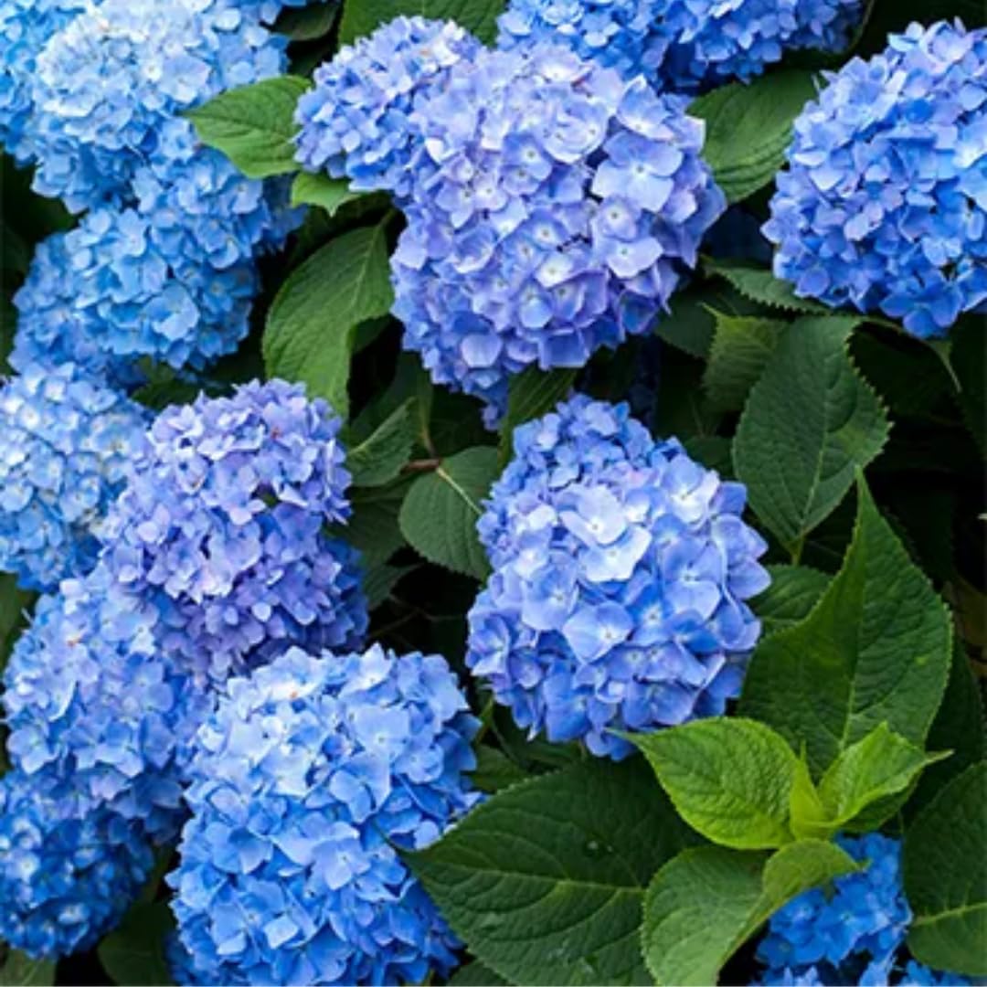 2 Blue Hydrangea Plant Live Rooted Cutting, Hydrangea Tree Live Plant for Planting, 8 to 12 Inc Tall