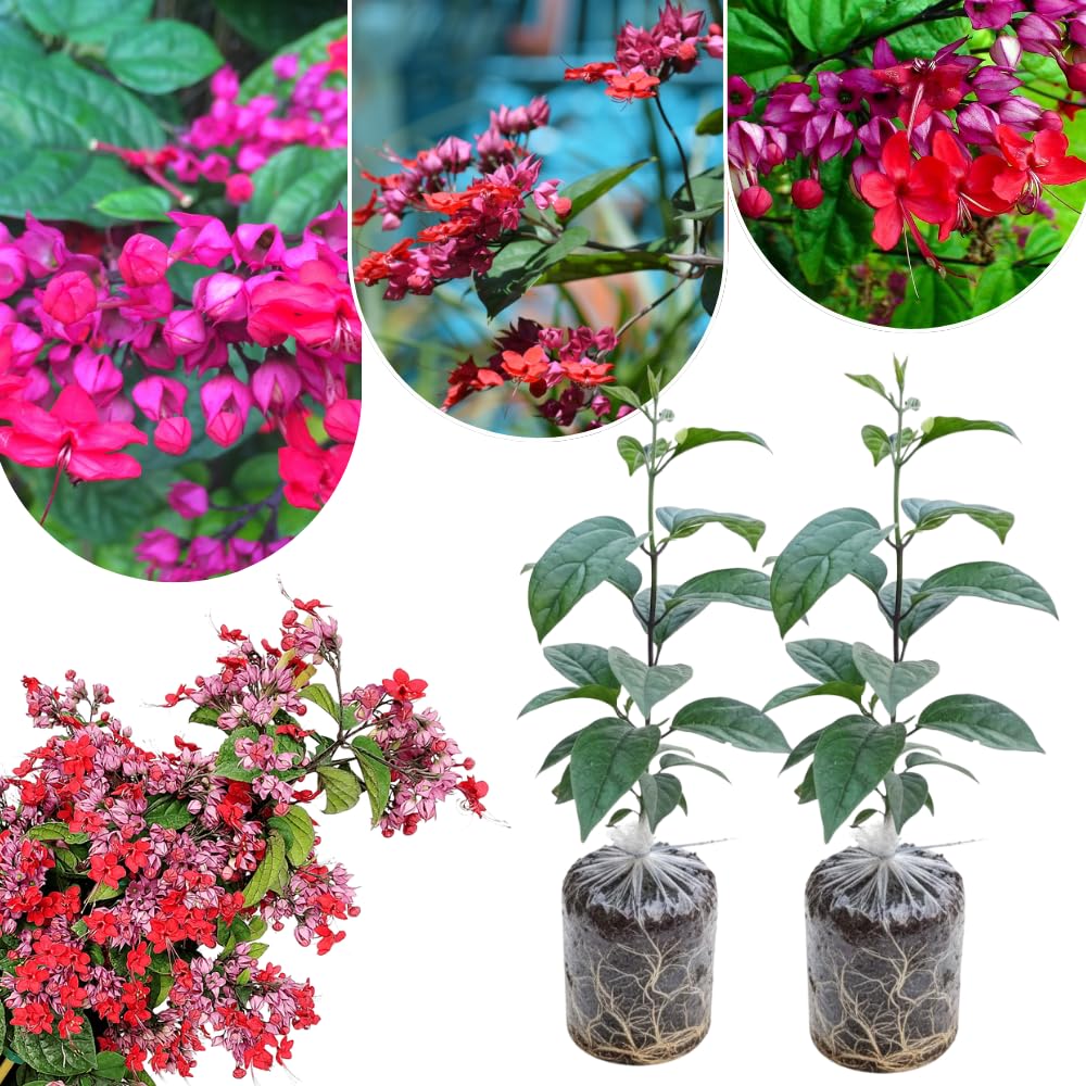 2 Red Bleeding Heart Plants Live, Clerodendrum Perennial Shade Flower Plants, 4-6 Inch Tall Well-Rooted