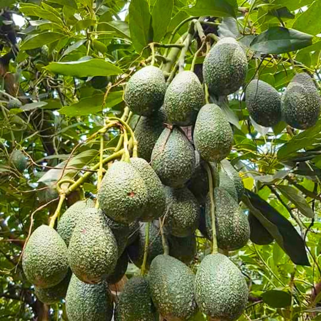3 Gallon Big Avocado Tree Live Plant, 1-2 Ft Well Rooted, Ready to Bear Fruit, 2 Years Old Live Avocado Tree Plant Grafted (Dwarf Super HASS)