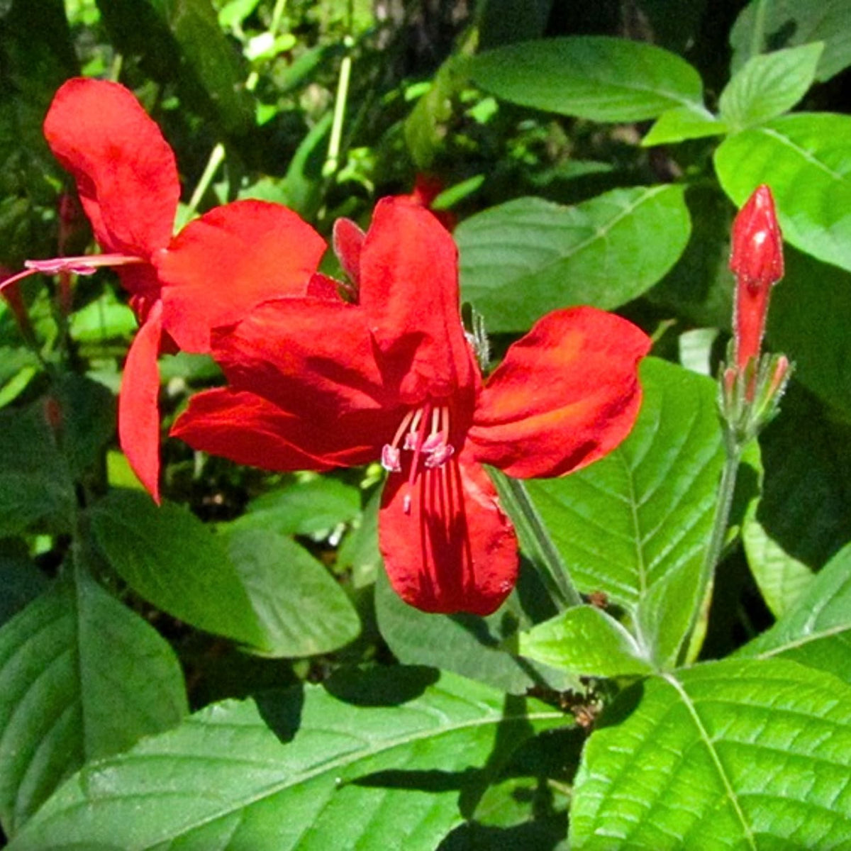 6 Mexican Petunia Live Plants, Vibrant, Low-Maintenance Perennial Flowers, 4-7 Inches, Garden or Containers Growing (Red)