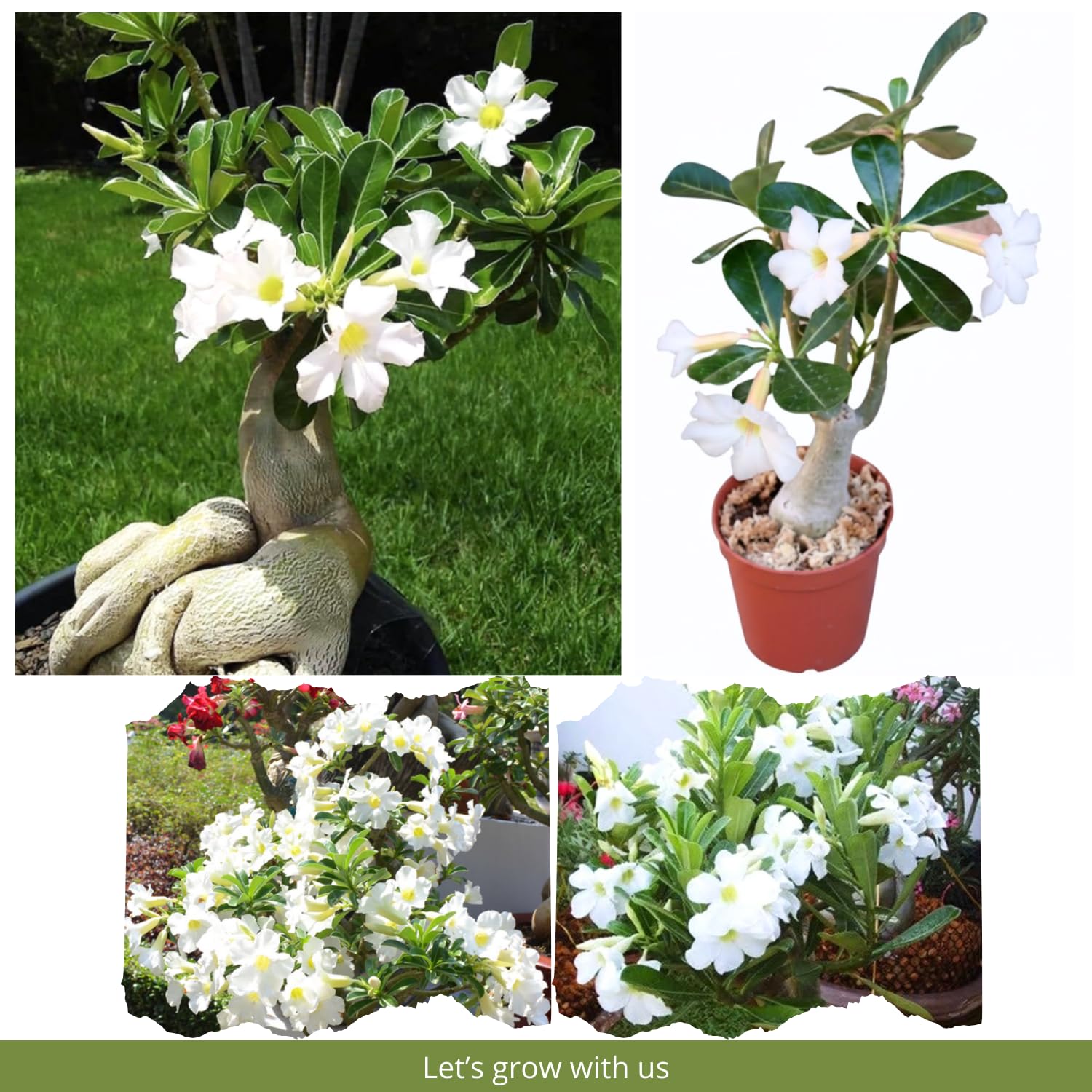 White Desert Rose Plant Live, Adenium Desert Rose Bushes Well Rooted, 4-7" Tall, Flowering Succulent Seedling