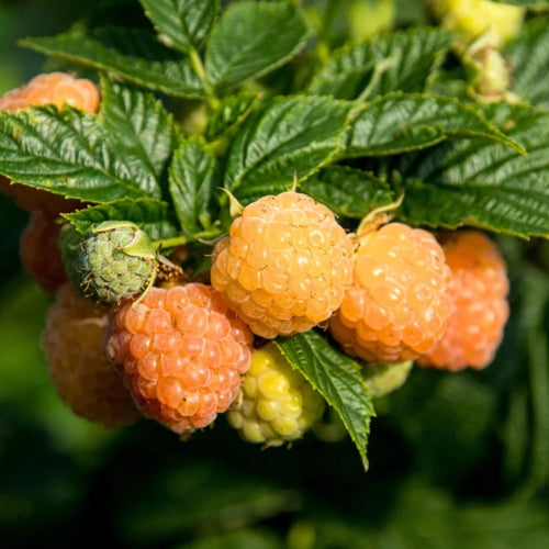 2-Pack Raspberry Plants Live, Raspberry Bushes Live Plants Well-Rooted, 5-9 Inch Tall, Raspberry Fruits (Fall Gold Raspberry)