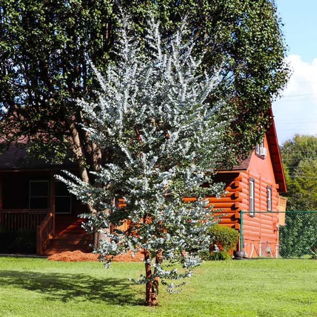 Combo 2 Silver Dollar Eucalyptus Bush Plant Live Starter Plugs, 3 to 5 Inc Tall, No Pot, Eucalyptus Tree for Outdoor Planting, Fragrant, Zones 8-11