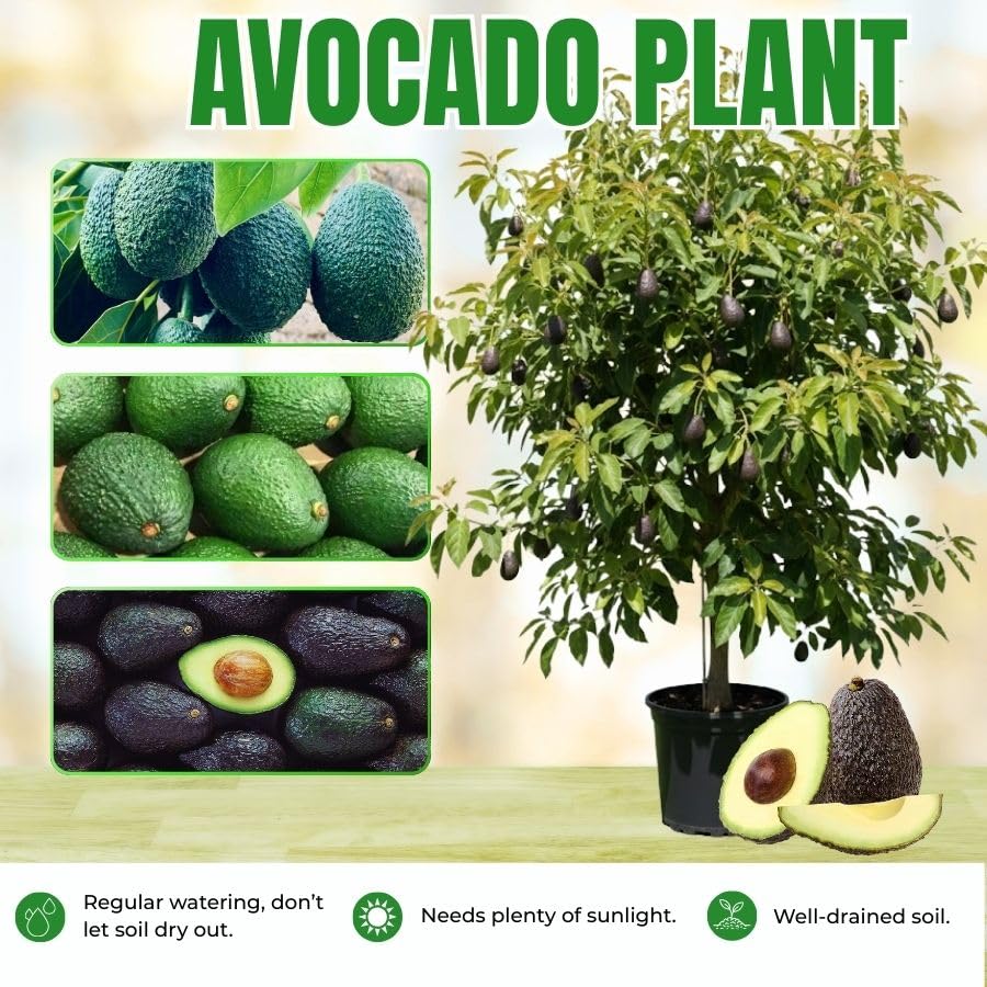 Cold Hardy HASS Avocado Live Plant 1.5-2.5" Tall in 2 Gallon Pot, Avocado Tree Plant, Fruit Plants Outdoor Indoor