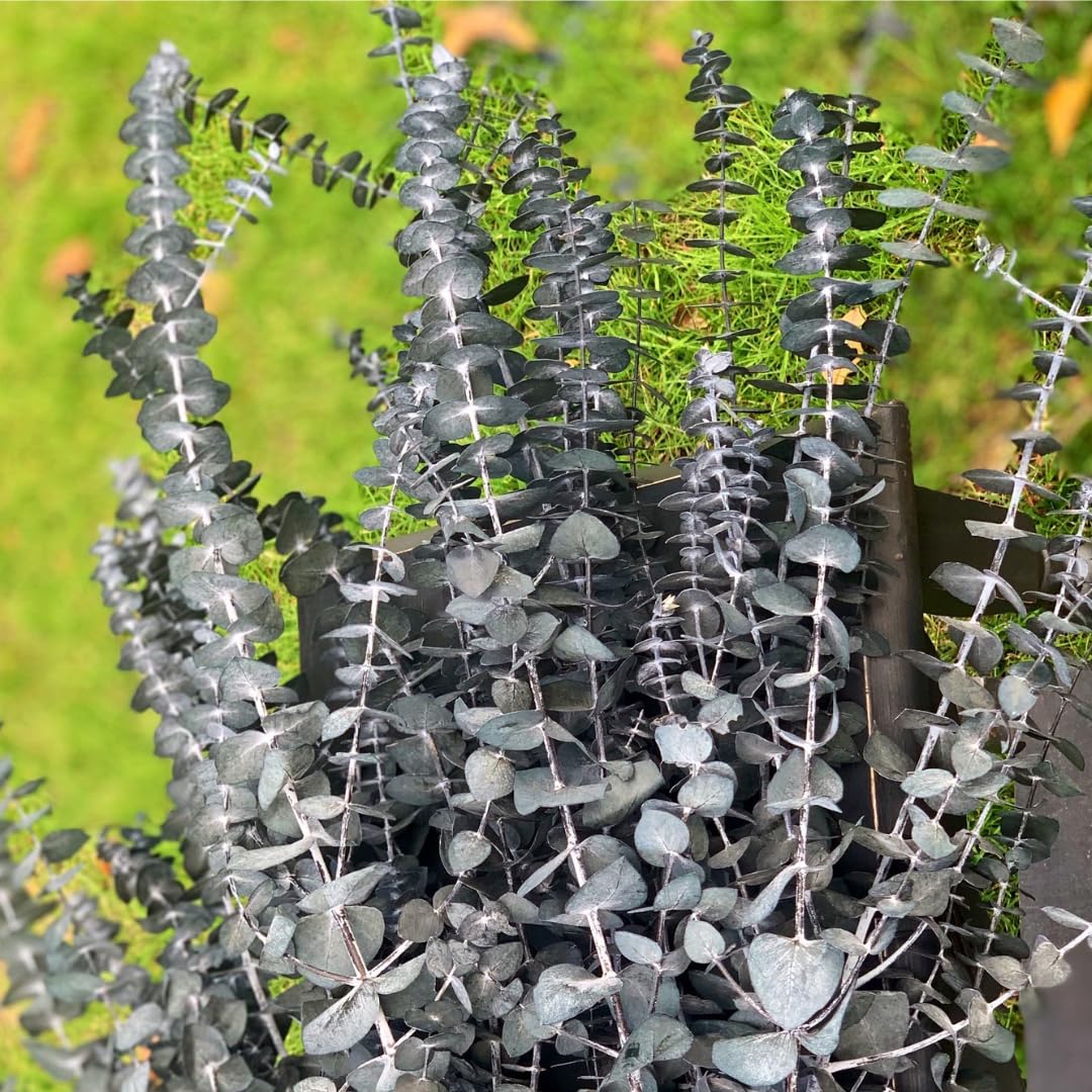 Combo 2 Baby Blue Eucalyptus Bush Plant Live Starter Plugs, 3 to 5 Inc Tall, No Pot, Eucalyptus Tree for Outdoor Planting, Fragrant, Zones 8-11