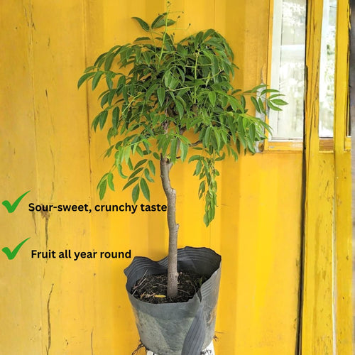 2-3Ft June Plum Tree Live Plant, 3 Years Old Tropical June Green Plum Fruit Trees, Zones 10-11 Outdoor Planting