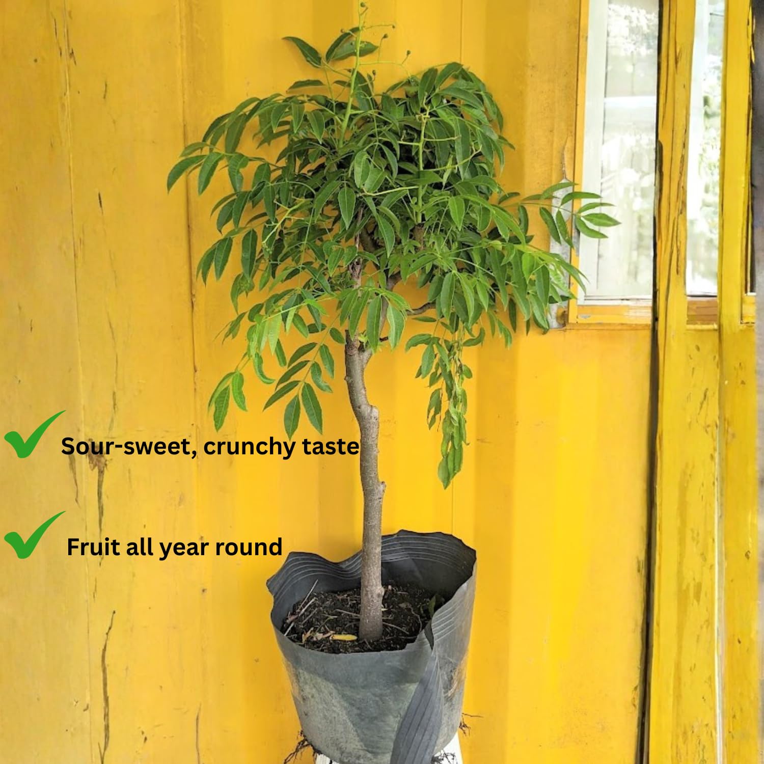Ready to Bear Fruit Thai June Plum Tree Live Plant 2 Years Old in 3 Gallon Pot, Hardy in Zones 9-11