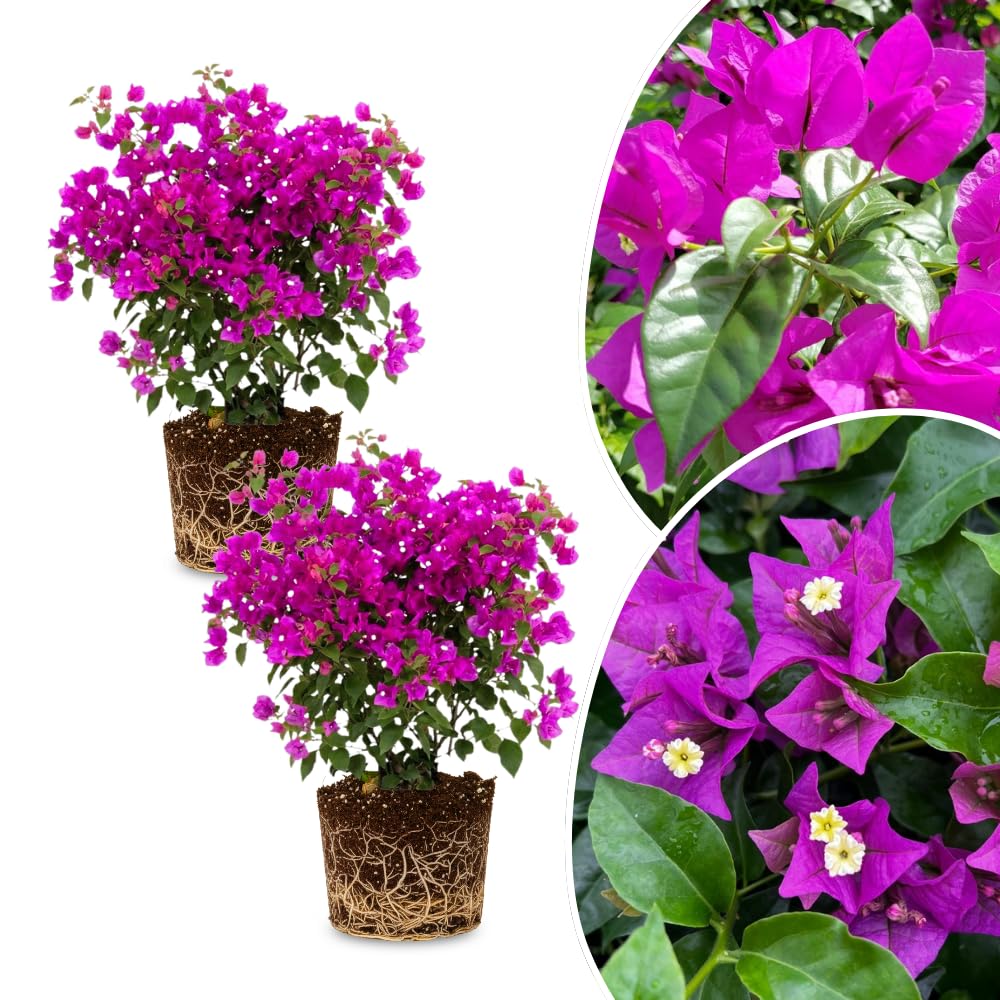2 Bougainvillea Plants Live, Bougainvillea Flower Vine Plant, Indoor Outdoor Garden 4-7 Inches (Purple)