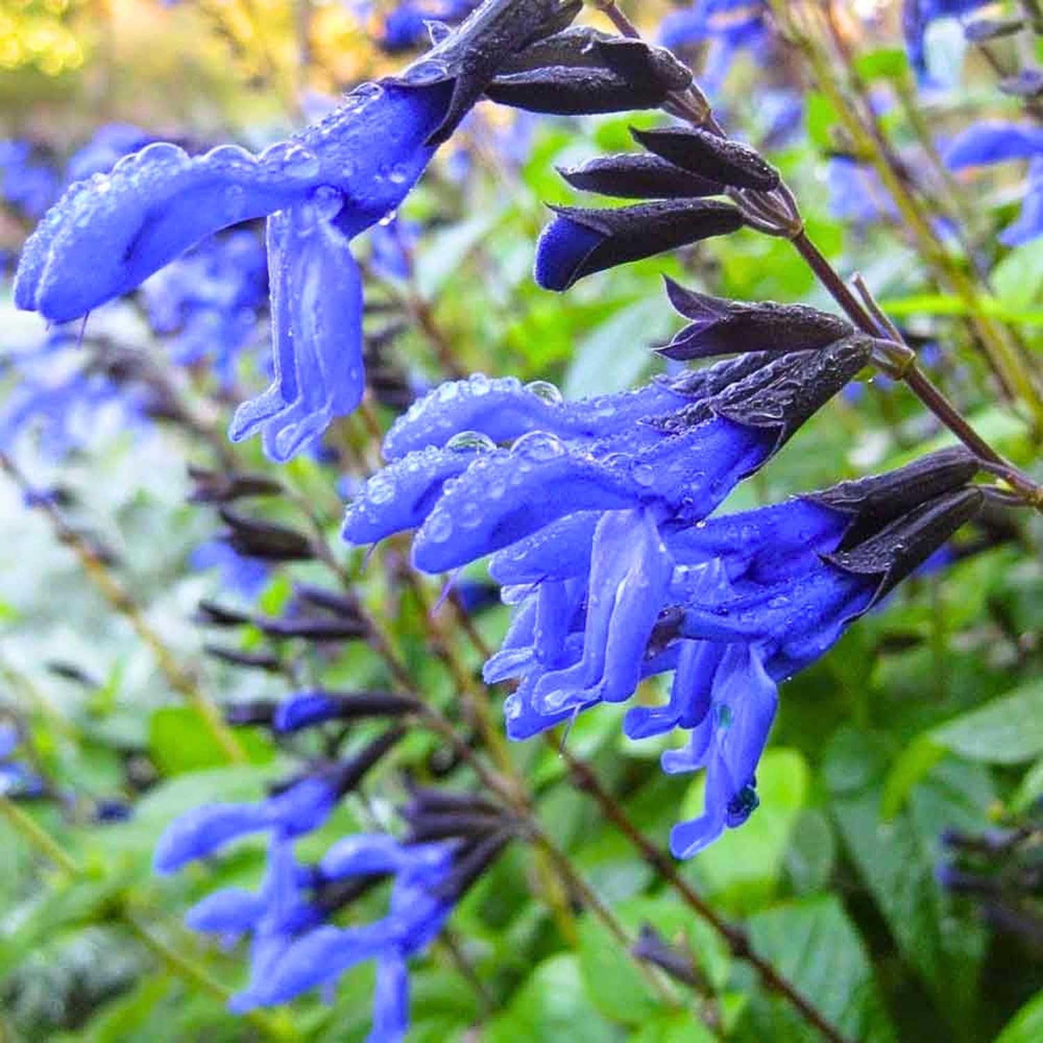 Set 3 Salvia Plants Live, Well Rooted 4-6 Inches, Vibrant, Fragrant Flowering Shrubs for Garden or Containers (Dark Blue)
