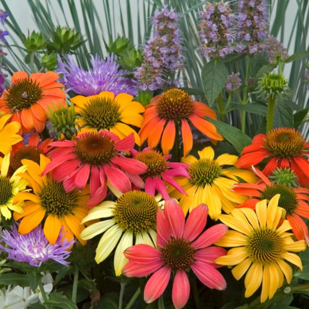 2 Coneflower Live Plant, Random Echinacea Plant Live, Coneflower Plants Live Perennial, Well Rooted Plug 3-5 Inch Tall