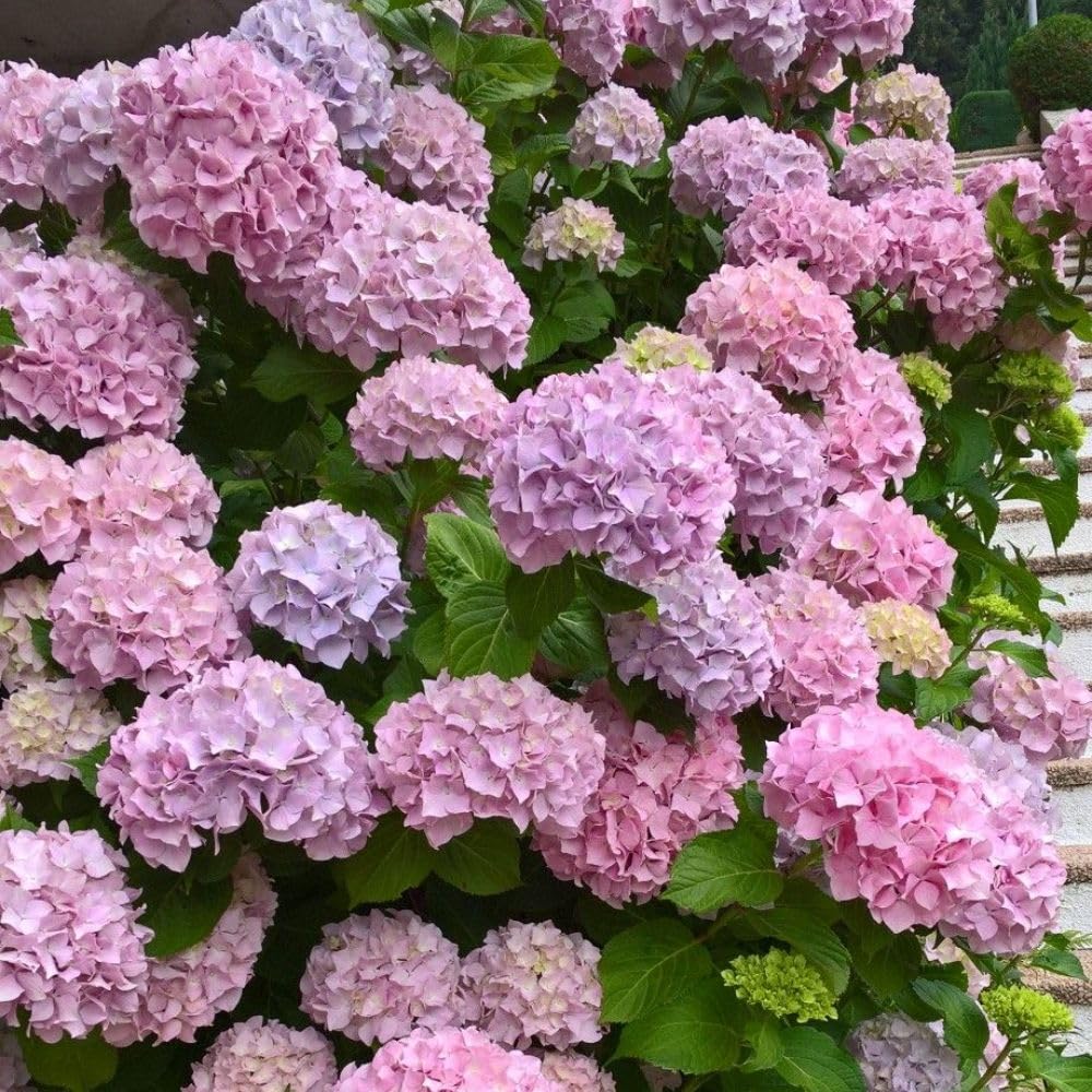 Pink Hydrangea Live Plant 1–1.5 ft Tall, Hydrangea Bush Plant, Outdoor Flowering Shrub, Garden Landscaping Plant, Hardy Perennial with Vibrant Pink Blooms, Bare Root