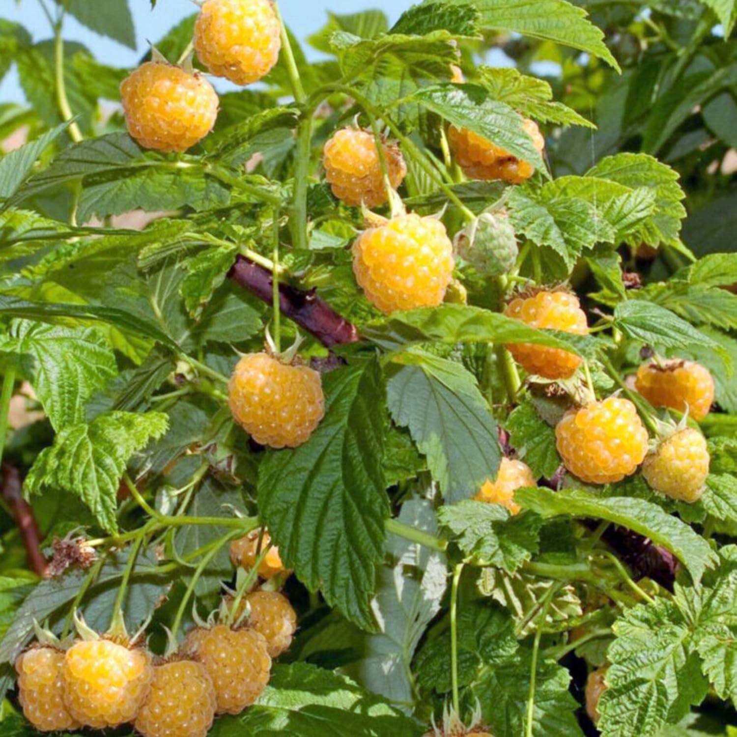 2-Pack Raspberry Plants Live, Raspberry Bushes Live Plants Well-Rooted, 5-9 Inch Tall, Raspberry Fruits (Fall Gold Raspberry)