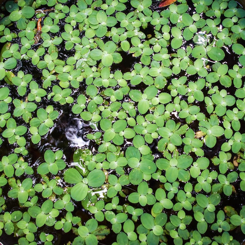 2000 Live Duckweed Aquatic Plants, Small Green Floating Freshwater Plant