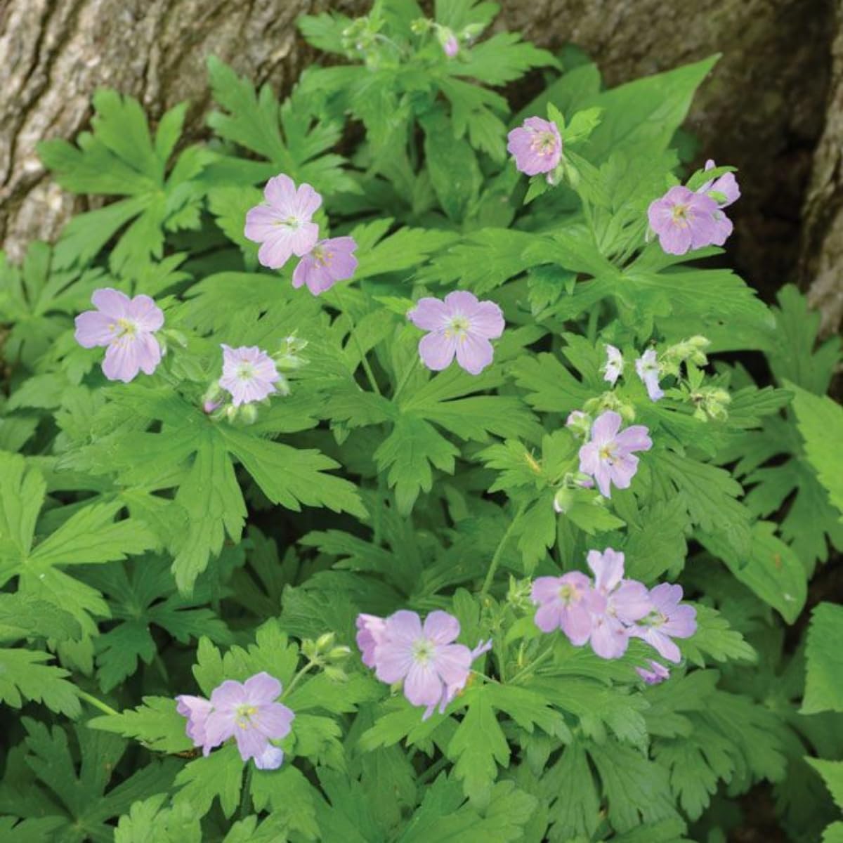 Wild Geranium Plant Roots, 5 Roots Perennial, Purple Flowers Wild Geranium Plant Bulbs Groundcover