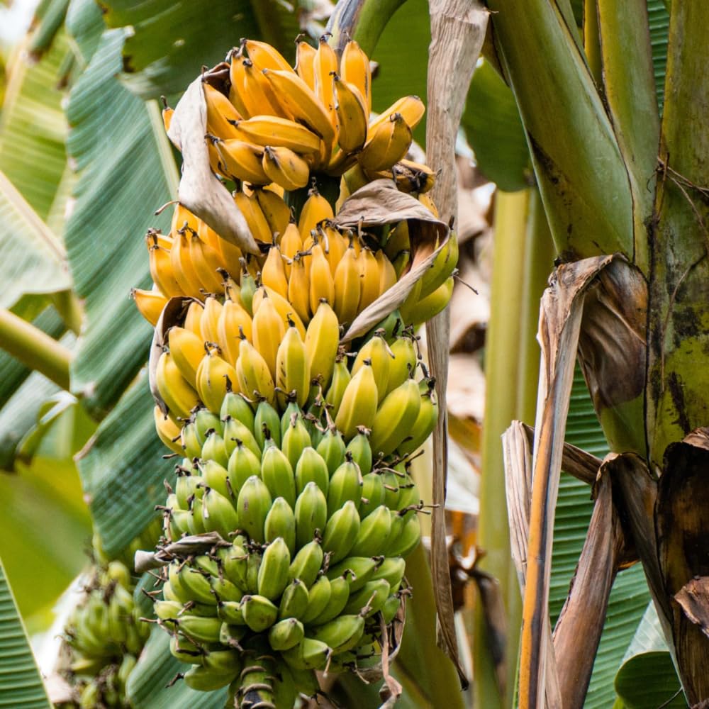 Banana Tree Live Plant, Banana Fruit Plant Well Rooted, 5 to 7 Inch Tall
