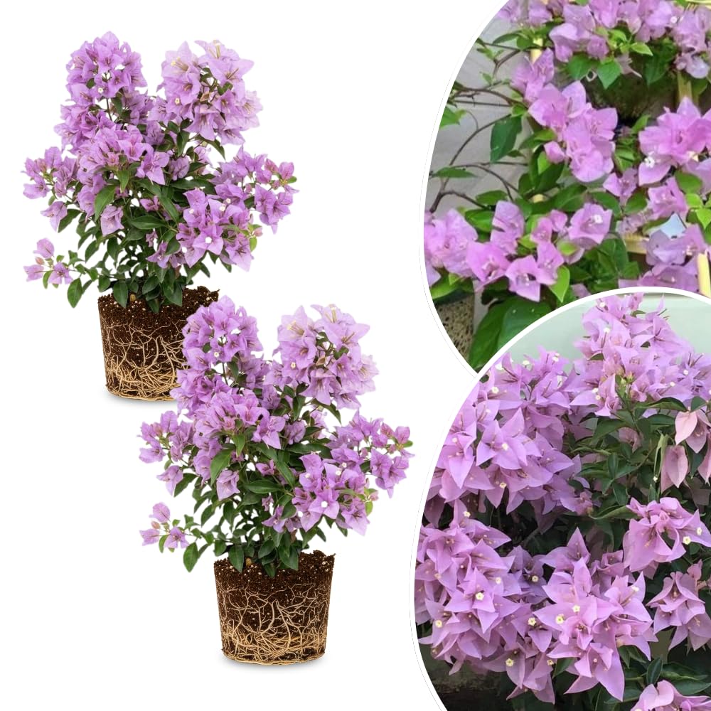 2 Bougainvillea Plants Live, Bougainvillea Flowering Vine Plant, Colorful Climbing Plants for Indoor Outdoor Garden 4-7 Inches (Lavender)