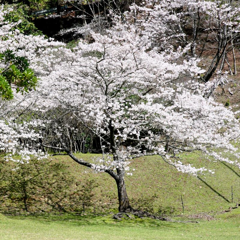 White Cherry Blossom Plant in 3 Gallon Pot, 2-3Ft Tall Live Cherry Flower Plants for Planting Outdoor Garden, No Ship to CA