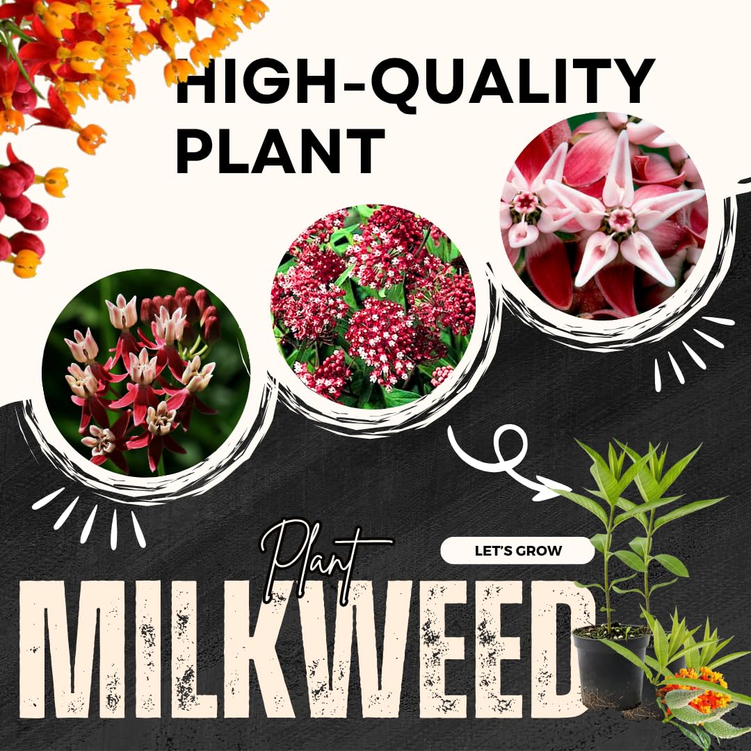 Pack 4 Butterfly Milkweed Plants Live, Milkweed Live Plants, 5-8" Height Asclepias Tuberosa Perennial Flowers Home Garden (Deep Red Milkweed)