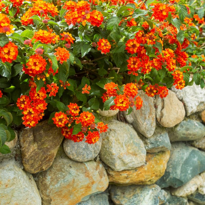 3 Lantana Plants Live, Yellow Orange Lantana Flower Live Plant, Colorful Perennial Flower Garden, 4 to 7 Inches