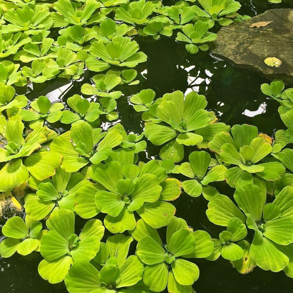 2 Water Lettuce Live Floating Freshwater Plant