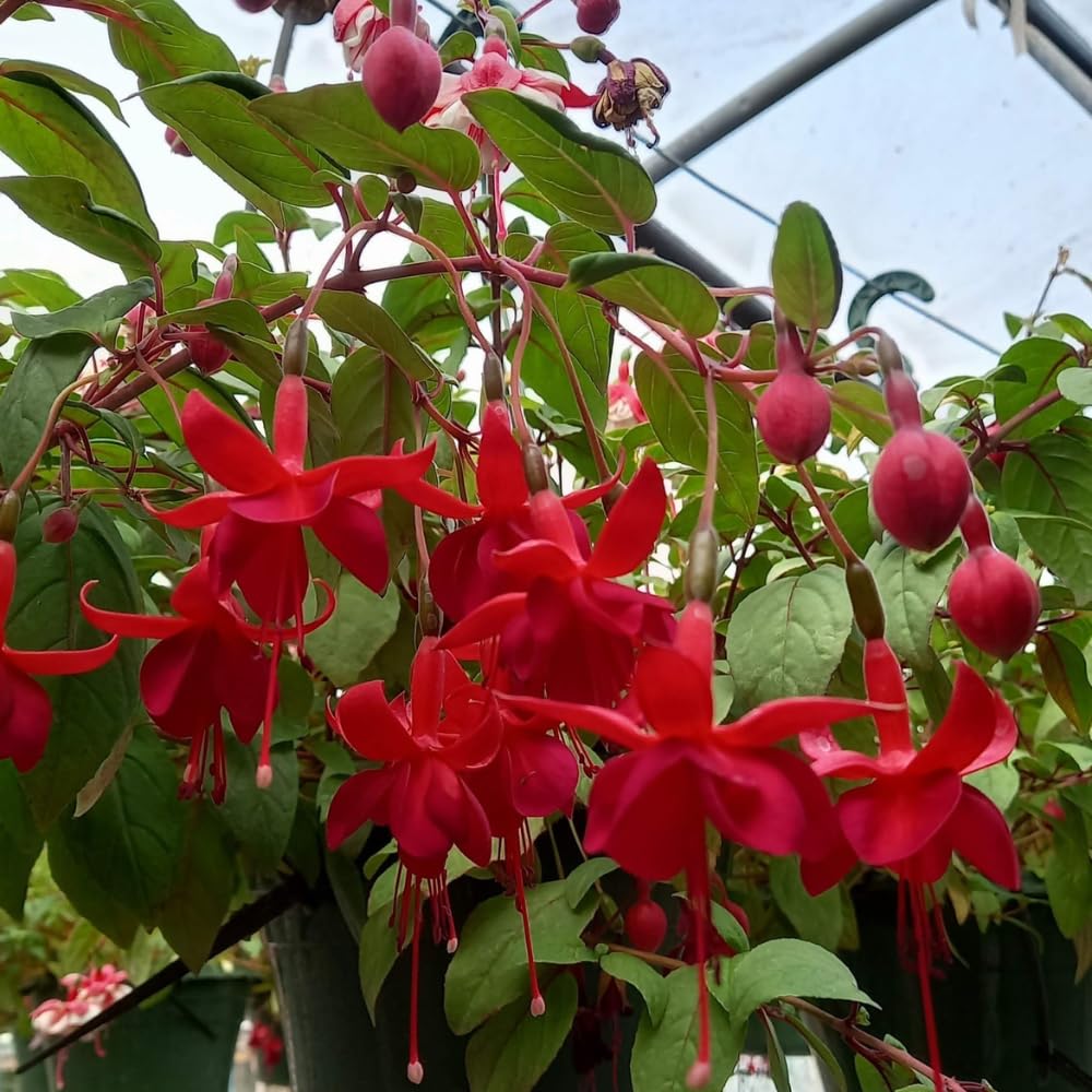 Red Fuchsia Plant Live, Fuchsia Flower Plant, Indoor Outdoor Garden Planting, 2-4 Inches Tall