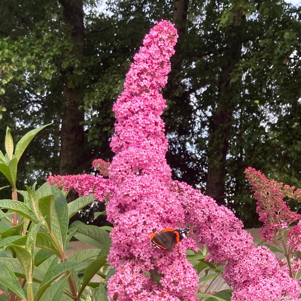 2 Butterfly Bushes Live Plants, Perennial Butterfly Bush for Outdoor Garden, Container Growing 4-7 Inches (Pink)