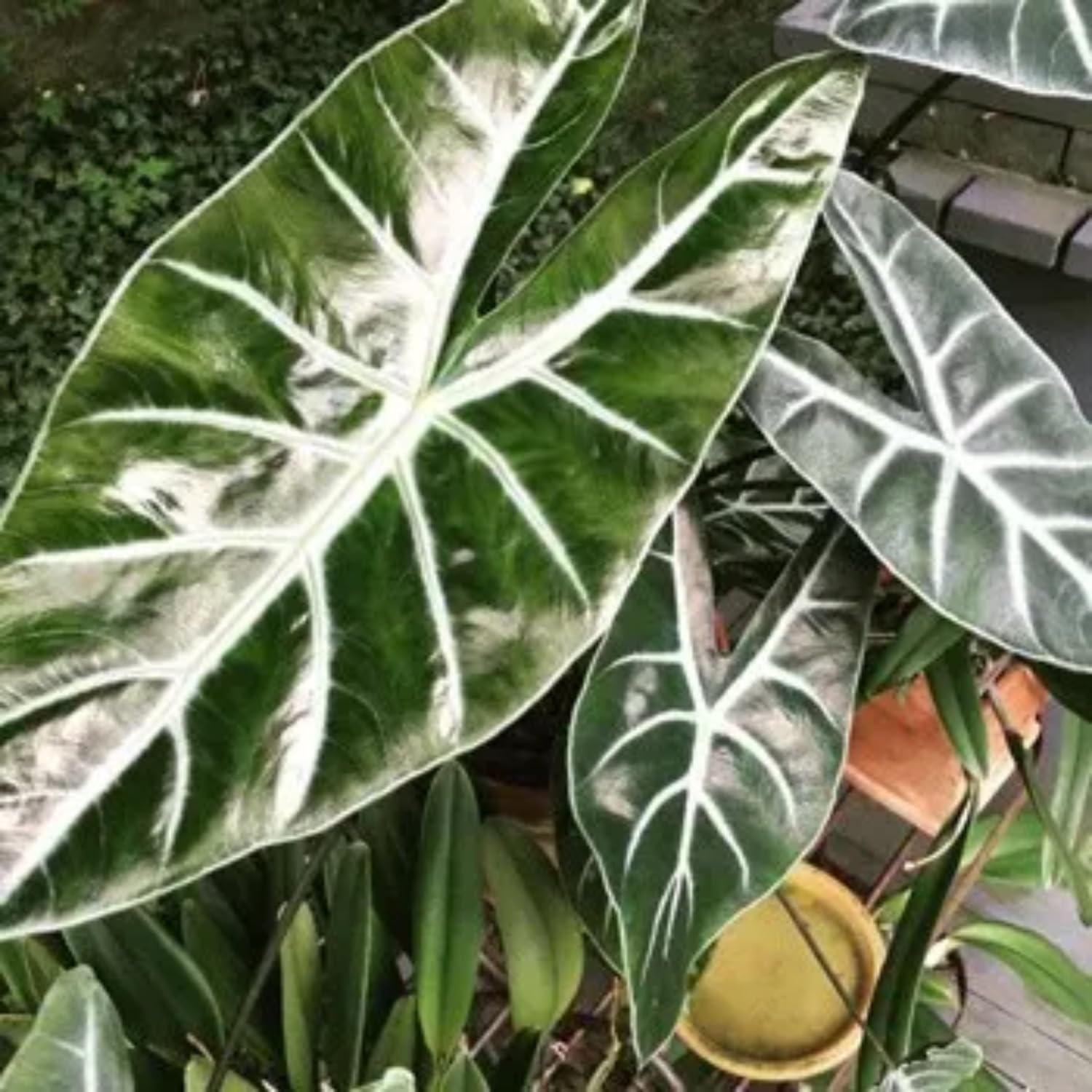 Rare Alocasia Live Plant, Black Green Alocasia Live Plant Indoor Houseplant, No Pot