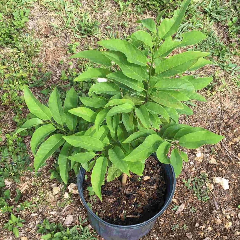 Green Sugar Apple Tree Live Plant, 2-3 Feet Tall in 3 Gallon Pot for Container and Outdoor Planting, No CA