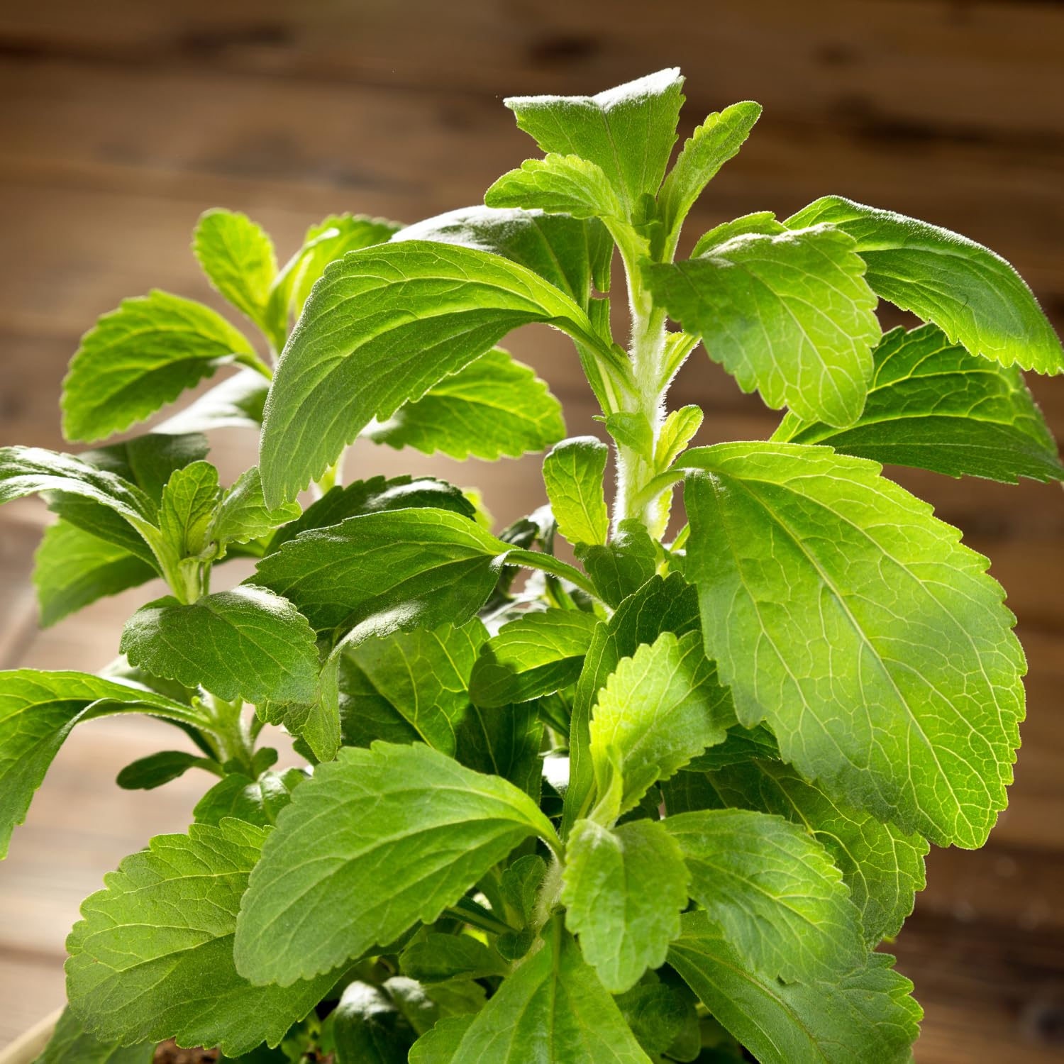Pack 2 Stevia Live Plants, Well Rooted 4-7 Inches, Hardy Herb for Garden or Containers Planting