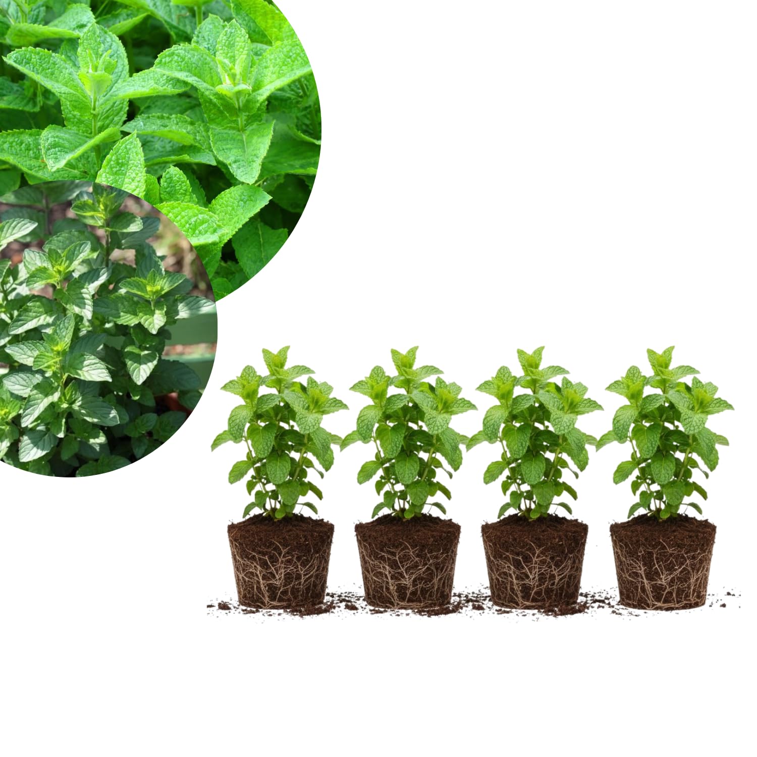 Set of 4 Spearmint Live Plants, Well Rooted Mint Herbs Plants 4-7 Inches, Fragrant Leaves, Outdoor or Container Growing