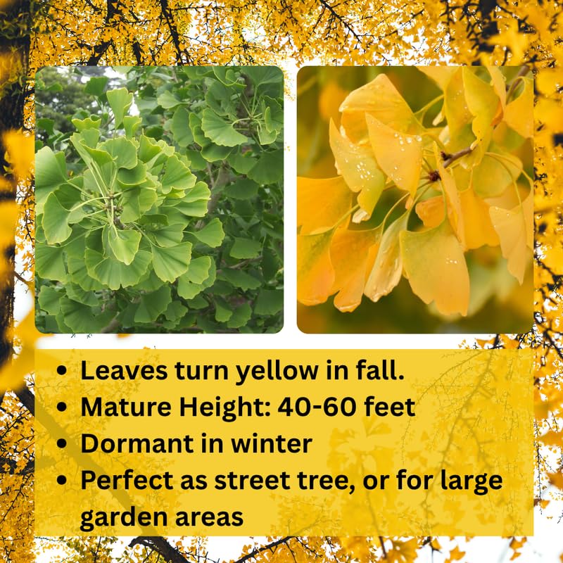 Ginkgo Tree Live in Quart Pot, 6 to 12 Inch Tall, Perennial Ginkgo Tree Live Plant Potted, Colorful Leaves, Dormant in Winter