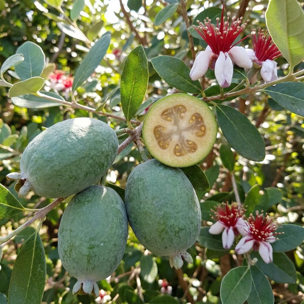 Pineapple Guava Live Plant, Cold Hardy Tropical Fruit Tree, Fully Rooted 3 Gallon, 2-3 Feet Tall, Outdoor Patio Garden Plant