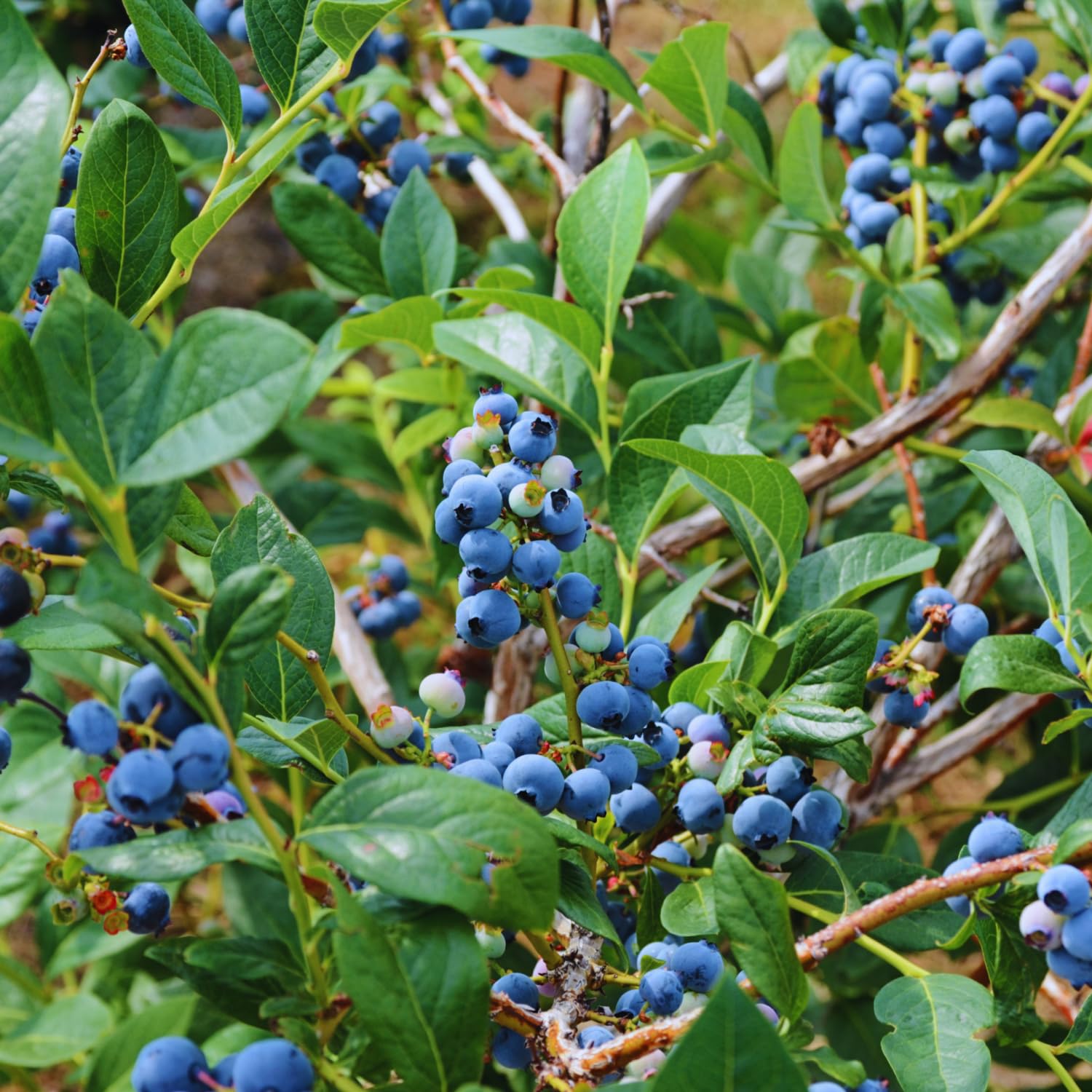 Live Blueberry Bushes, Blueberry Fruit Plant, Hardy Berries Bush for Garden, 2-3 Ft Tall, No Ship to CA