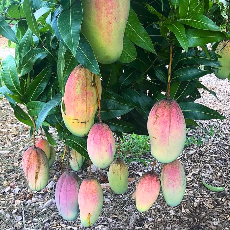 Pride Mango Tree Live Plant Grafted, 2–3 Feet Tall in 3 Gallon Pot, Sweet Tropical Mango Fruit Tree
