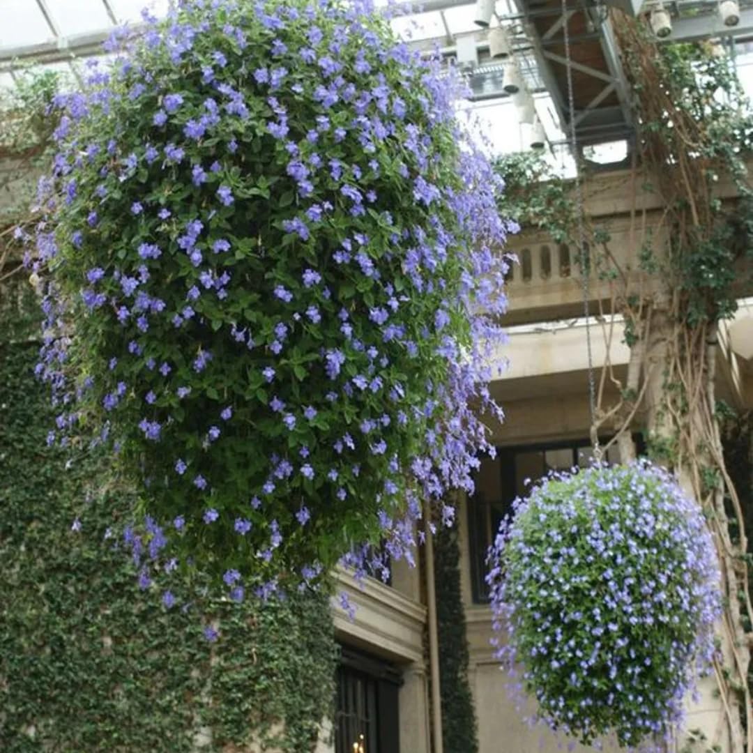 2 Concord Blue Streptocarpella Plants Live for Planting, Indoor Outdoor Spring Gardening, Size 4-6" in Tall